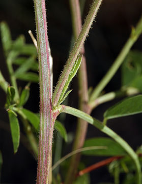 Image of American licorice