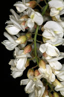 Image of black locust