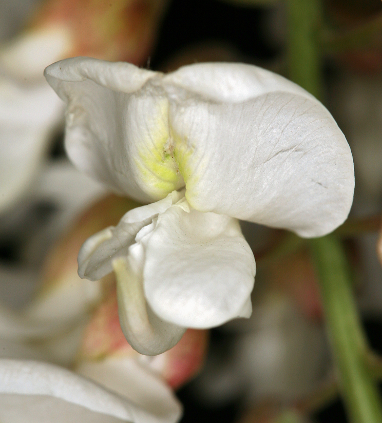 Image of black locust