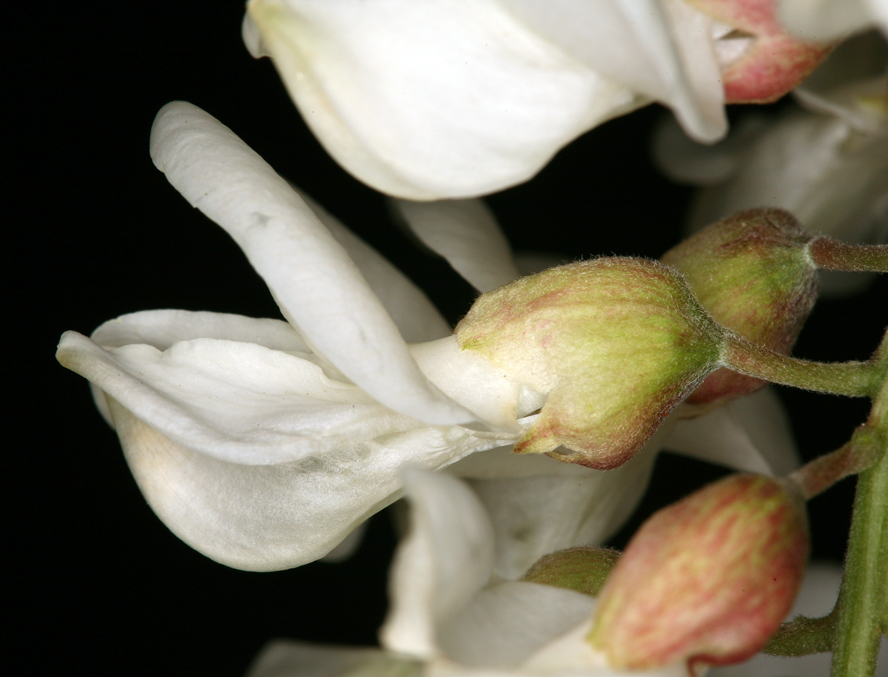 Image of black locust