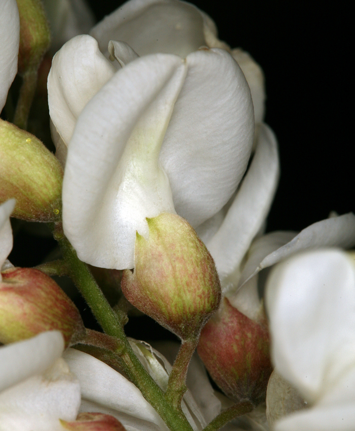 Image of black locust