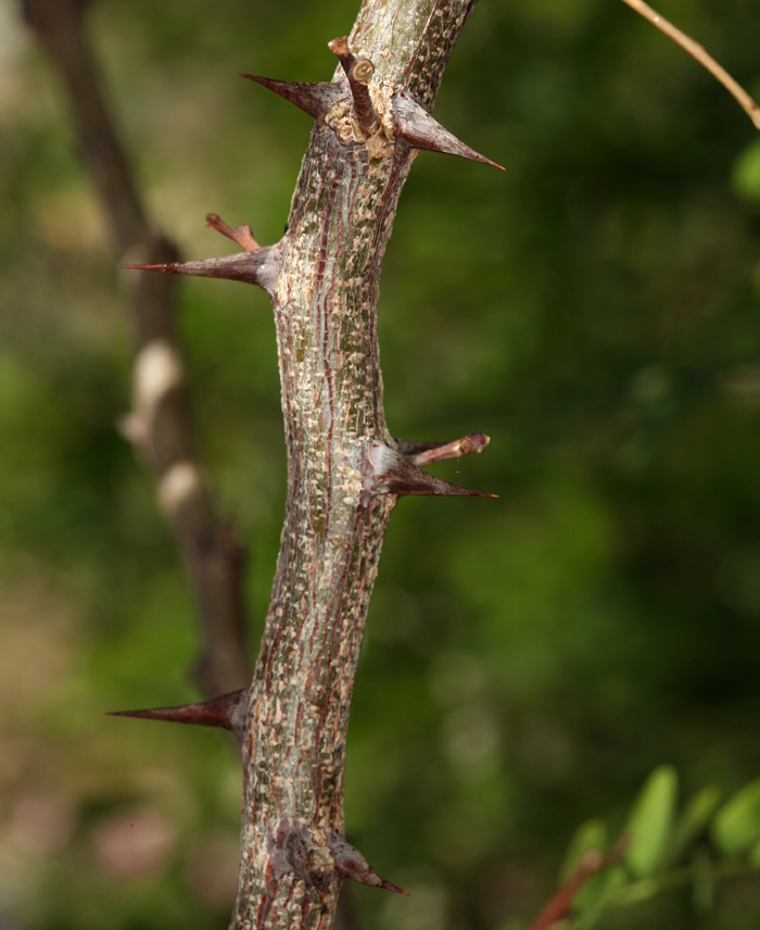 Image of black locust