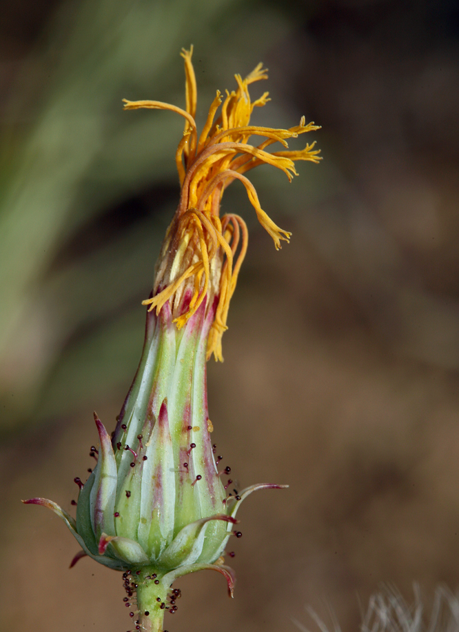 Imagem de Calycoseris parryi A. Gray