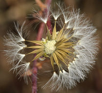 Imagem de Calycoseris parryi A. Gray