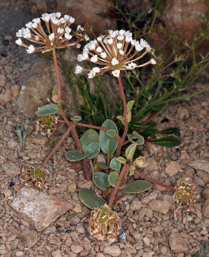 Image of transmontane sand verbena