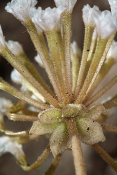 Image of transmontane sand verbena