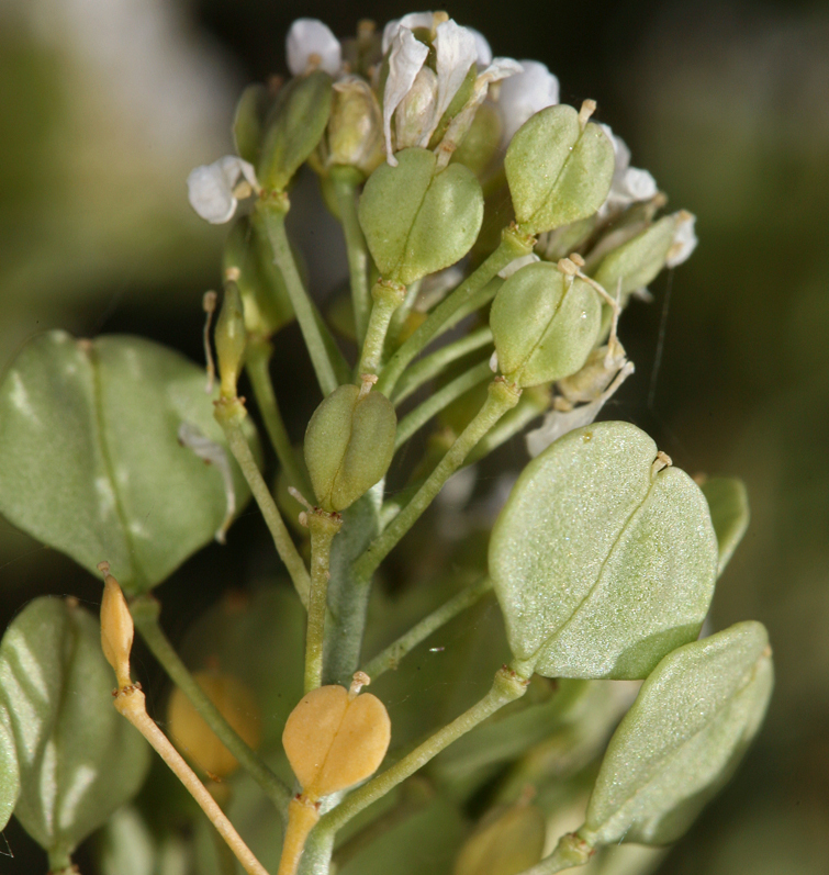 Image of desert pepperweed