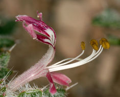 Image of desert calico