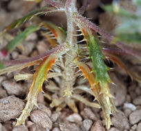 Image of desert calico