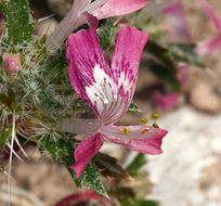 Image of desert calico