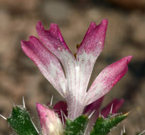 Image of desert calico