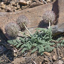 Imagem de Oreonana purpurascens J. R. Shevock & L. Constance