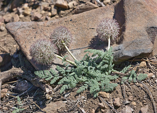 Plancia ëd Oreonana purpurascens J. R. Shevock & L. Constance