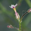 Image of coyote gilia