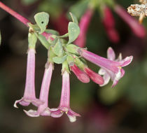 Image of desert snowberry