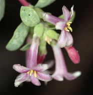 Image of desert snowberry