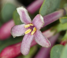 Image of desert snowberry