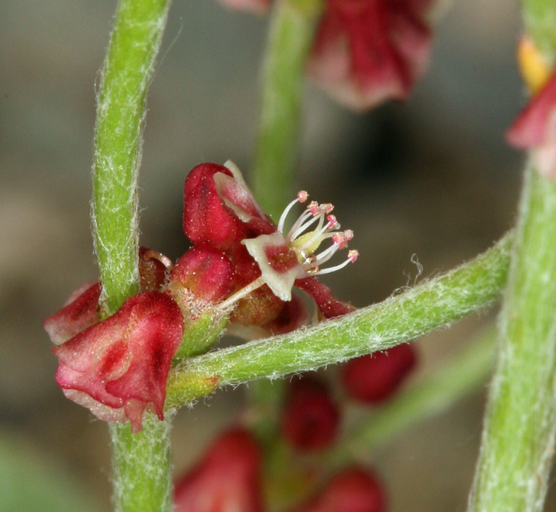 Imagem de Eriogonum nidularium Coville