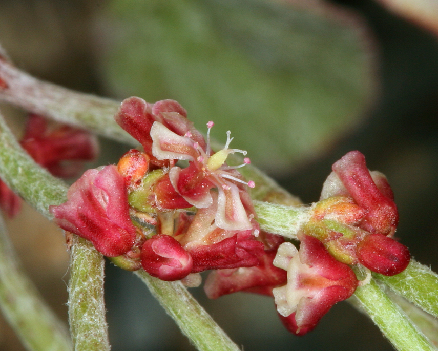 Imagem de Eriogonum nidularium Coville