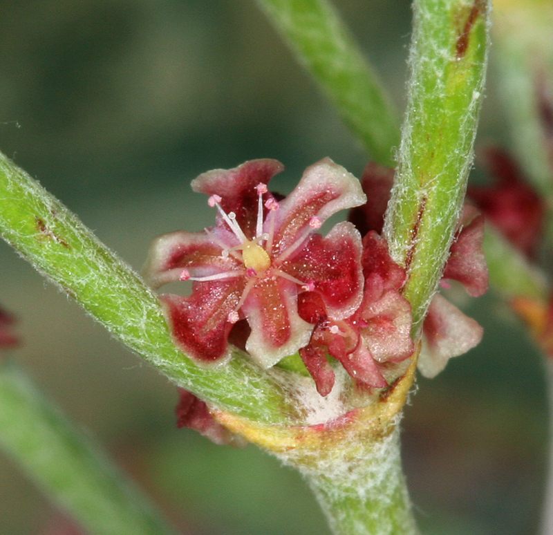 Imagem de Eriogonum nidularium Coville