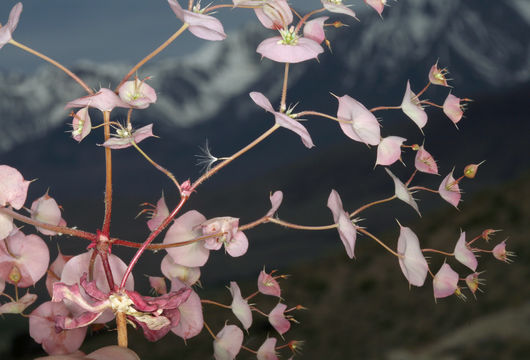 Image of roundleaf oxytheca