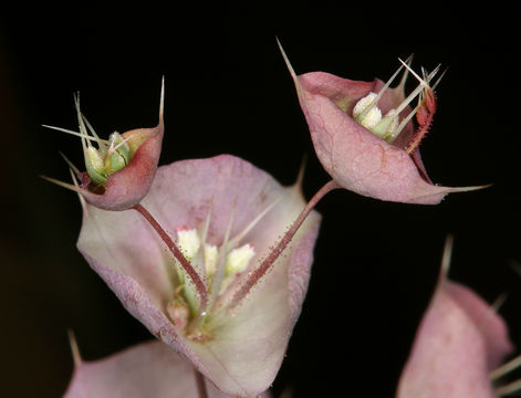 Image of roundleaf oxytheca