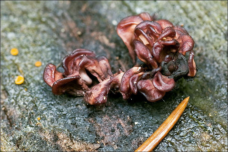 Image of Ascocoryne sarcoides (Jacq.) J. W. Groves & D. E. Wilson 1967