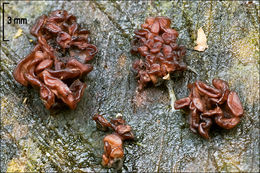 Image of Ascocoryne sarcoides (Jacq.) J. W. Groves & D. E. Wilson 1967