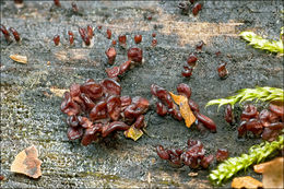 Image of Ascocoryne sarcoides (Jacq.) J. W. Groves & D. E. Wilson 1967