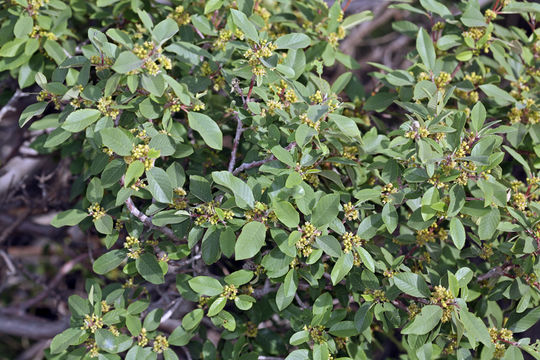 Image of California buckthorn