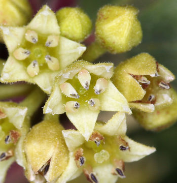 Image de Frangula californica subsp. cuspidata (Greene) J. T. Kartesz & K. N. Gandhi