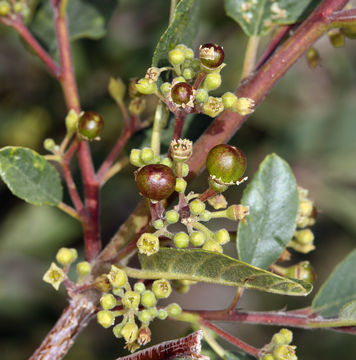 Image de Frangula californica subsp. cuspidata (Greene) J. T. Kartesz & K. N. Gandhi