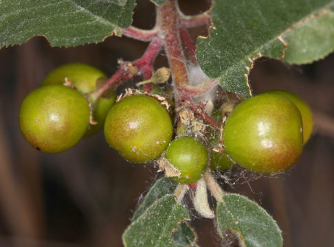 Image of California buckthorn