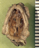 Image of Dyticonastis rensbergeri Berman 1976