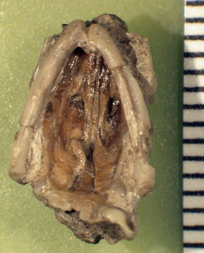 Image of Dyticonastis rensbergeri Berman 1976