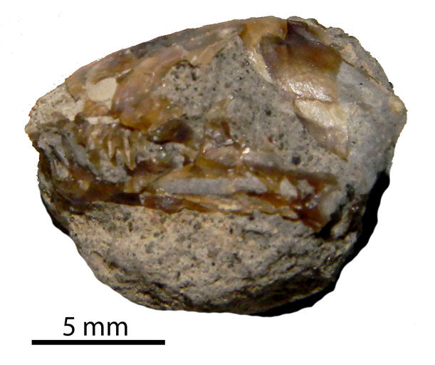 Image of Dyticonastis rensbergeri Berman 1976