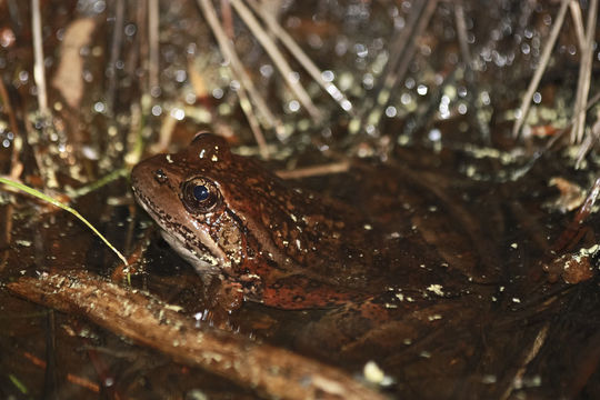 Image de Rana draytonii Baird & Girard 1852