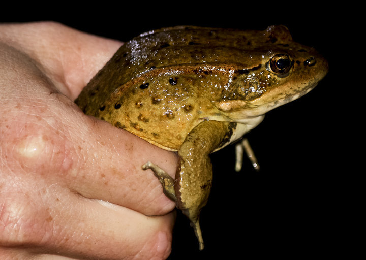Image of California Red-legged Frog