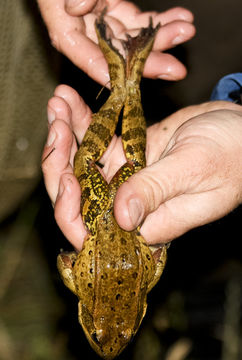 Image of California Red-legged Frog