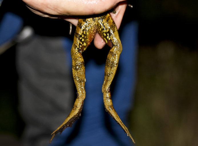 Image of California Red-legged Frog