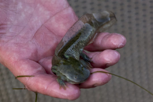 Image of California Tiger Salamander