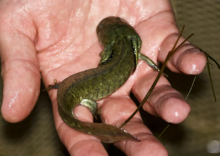 Image of California Tiger Salamander