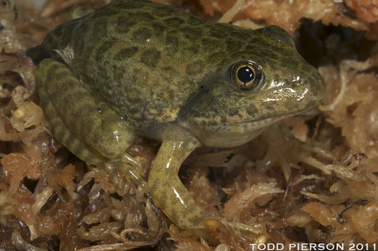 Image de Lithobates capito (Le Conte 1855)