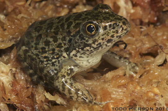 Plancia ëd Lithobates capito (Le Conte 1855)