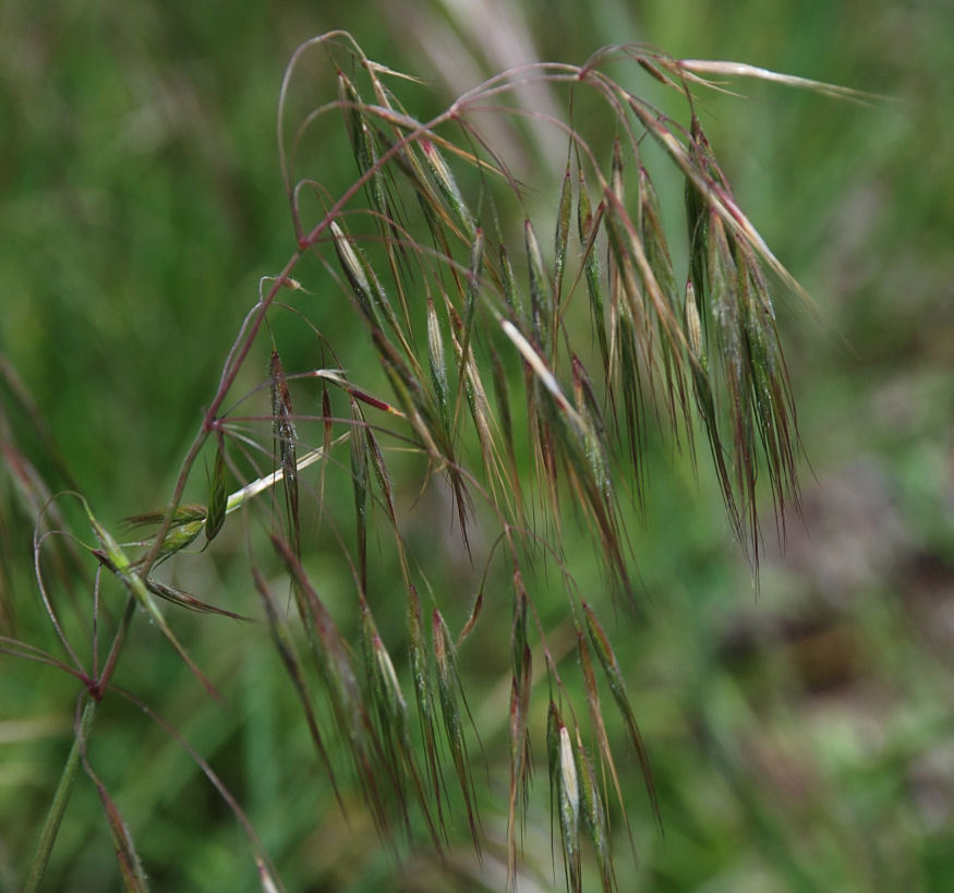 Image of Drooping Brome