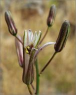 Слика од Chlorogalum pomeridianum var. divaricatum (Lindl.) Hoover