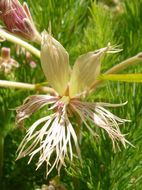 Image of Pelargonium bowkeri Harv.