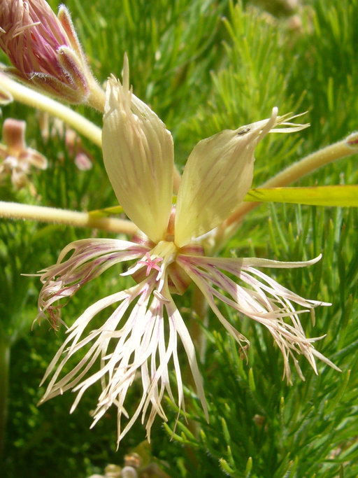 Слика од Pelargonium bowkeri Harv.