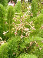 Image of Pelargonium bowkeri Harv.