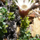 Imagem de Helichrysum retortoides N. E. Brown